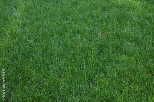 Fresh green grass growing outdoors on summer day