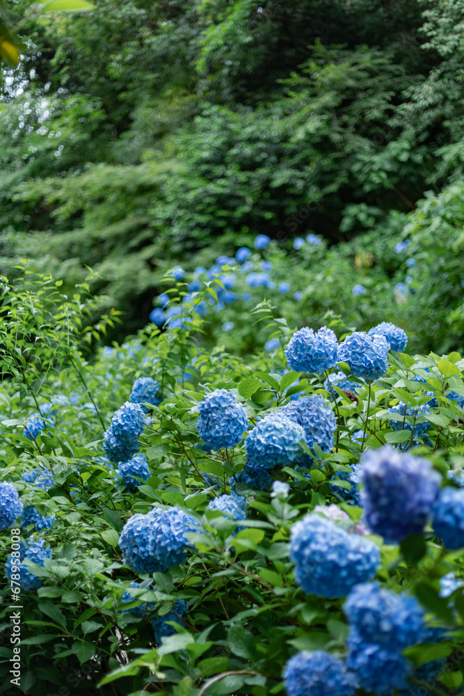 blue Hydrangea in Meigetsuin, Kamakura City, Kanagawa Prefecture, Japan, summer 2023 blue Hydrangea in Meigetsuin, Kamakura City, Kanagawa Prefecture, Japan, summer 2023