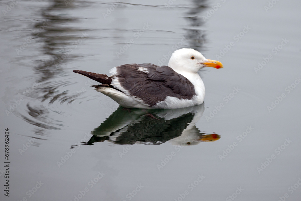 Seagull in Channel Islands Harbor in Oxnard California United States Seagull in Channel Islands Harbor in Oxnard California United States
