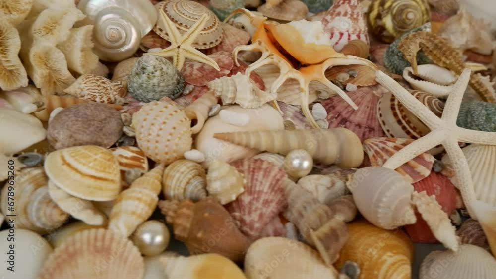 Seashells, starfishes and corals with pearls as background. Seashells, starfishes and corals with pearls as background.