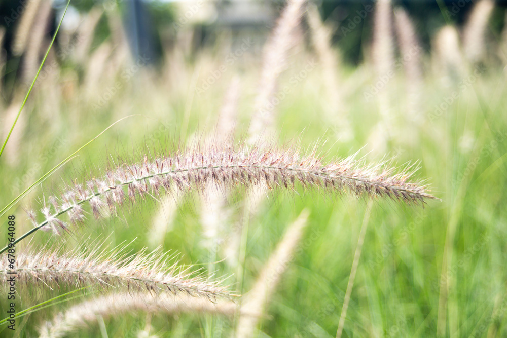 Grass flower in the garden with soft focus and blur background.