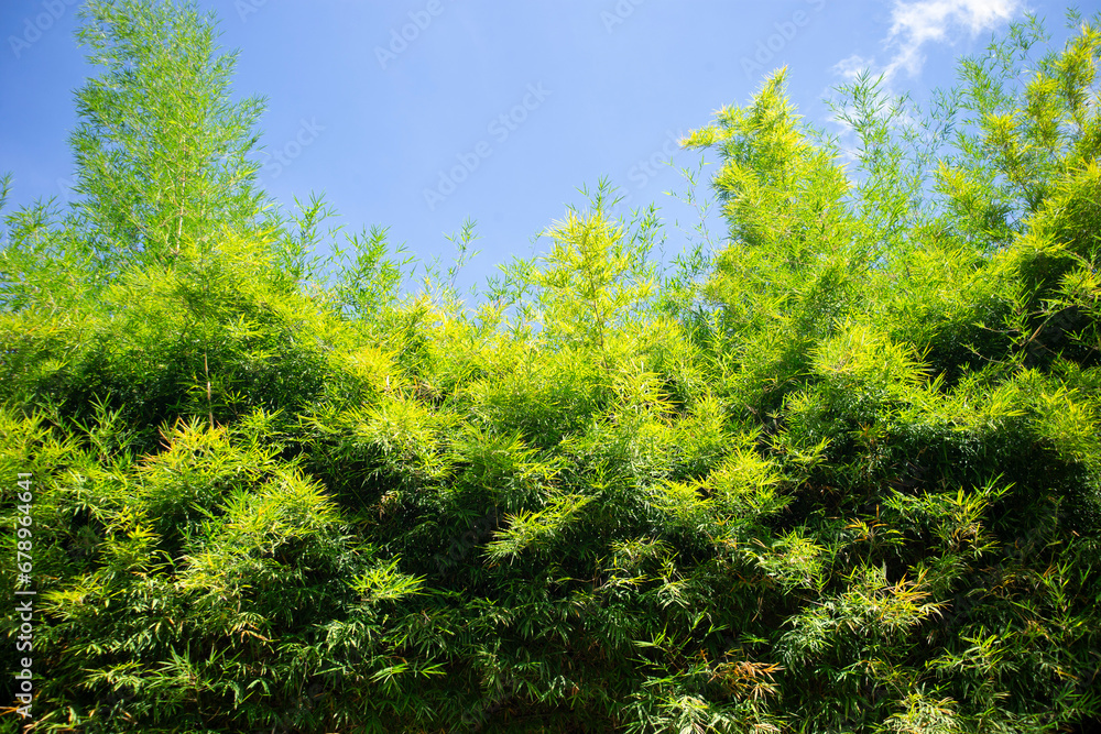 Bamboo forest with blue sky background. 