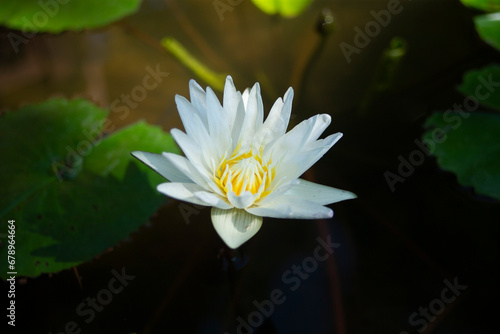 White lotus flower in the pond. Close up  selective focus.