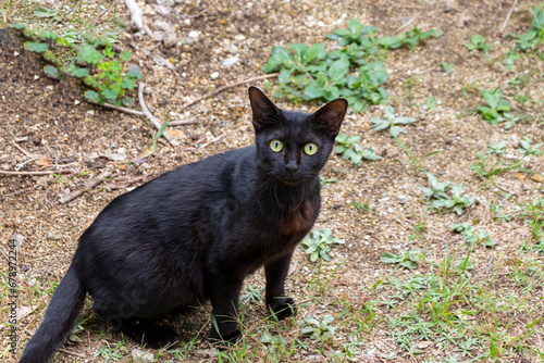 地面に座ってこちらを見る黒猫