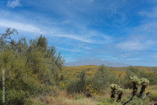 The desert flora of McDowell Mountain Regional Park is replete with spring blossoms. 