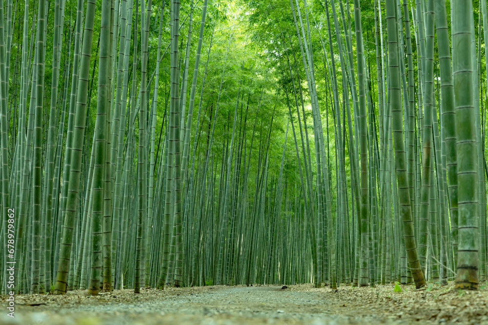 瑞々しい新緑の竹林