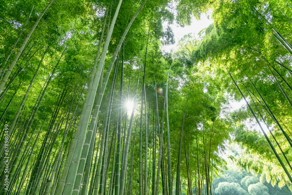 Fototapeta premium 瑞々しい新緑の竹林