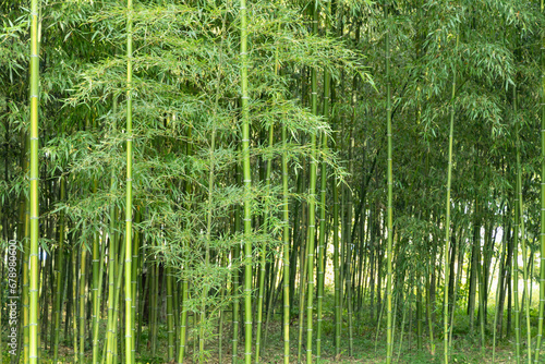 瑞々しい新緑の竹林