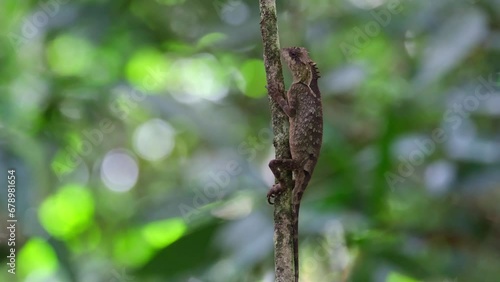 Moving its head a little while holding tight around the small tree pretending to be part of it, Scale-bellied Tree Lizard Acanthosaura lepidogaster, Thailand photo