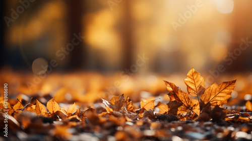 autumn leaves in the sun HD 8K wallpaper Stock Photographic Image © AA