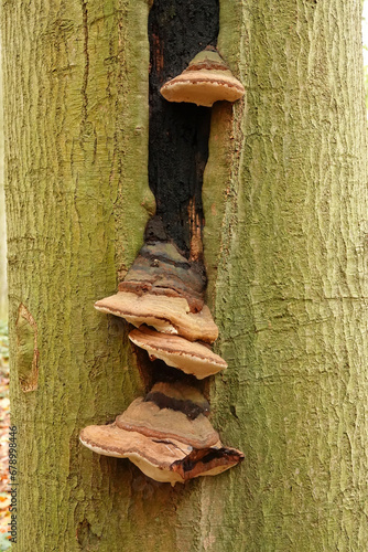 Vertical closeup on a tinder fungus, Fomes fomentarius on a dead beech tree