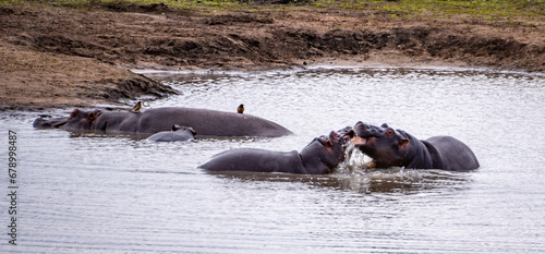 Wild Hippopotamus close ups in Kruger National Park, South Africa