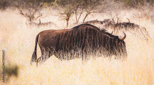 Wild Wildebeest or gnu close ups in Kruger National Park, South Africa