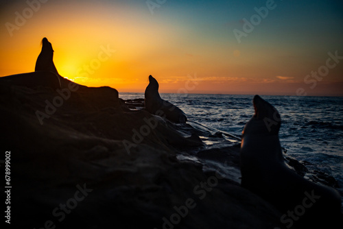 Vibrant Silhouette of Sea Lions