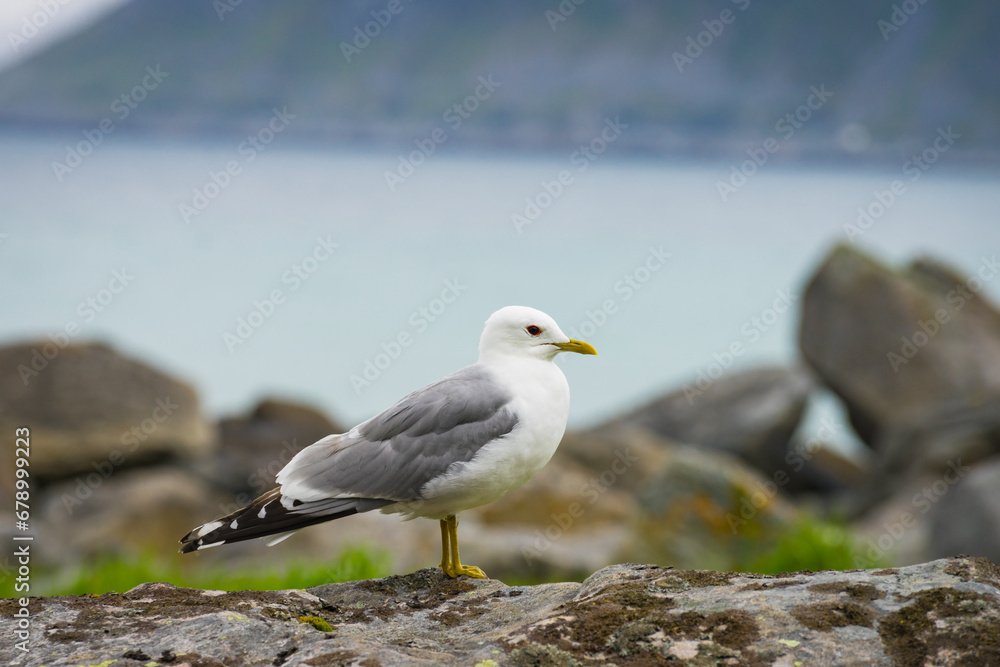 Seagull on sea fjord shore Seagull on sea fjord shore