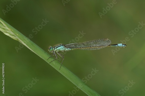 Closeup on a blue-tailed damselfly, Ischnura elegans, perched on a grass straw