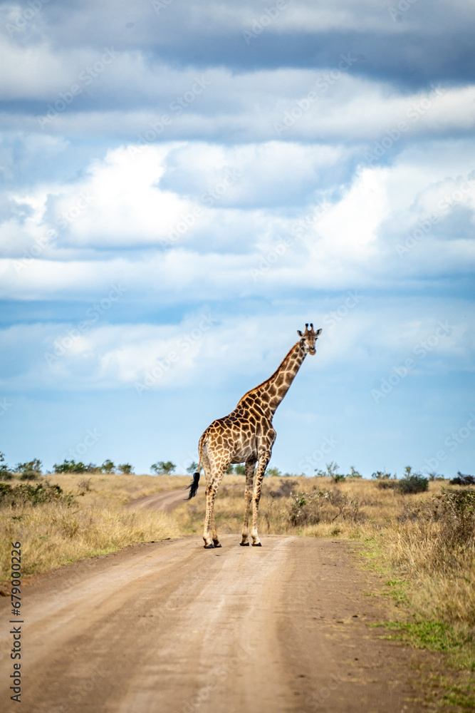 Obraz premium Wild Giraffe close ups in Kruger National Park, South Africa