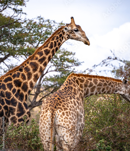 Wild Giraffe close ups in Kruger National Park, South Africa © pierrick