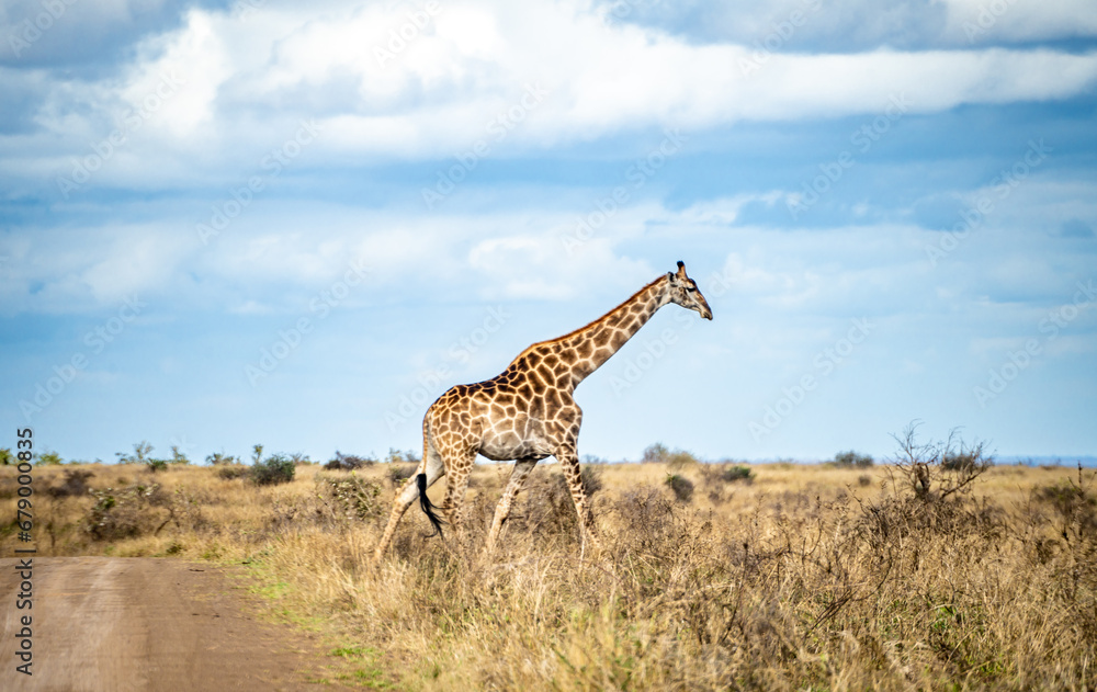 Fototapeta premium Wild Giraffe close ups in Kruger National Park, South Africa
