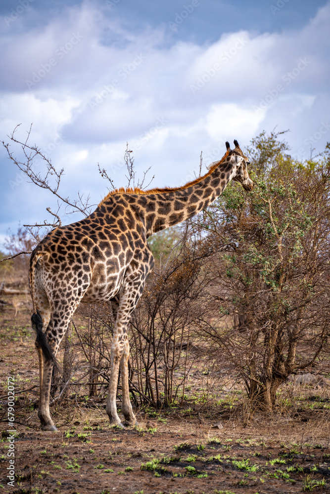 Obraz premium Wild Giraffe close ups in Kruger National Park, South Africa