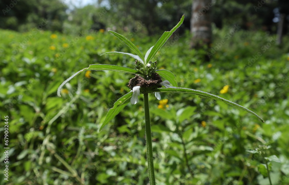 A Red imported fire ants nest built on a rare spot of a flowering Ceylon slitwort twig A Red imported fire ants nest built on a rare spot of a flowering Ceylon slitwort twig