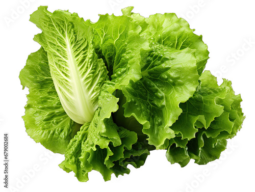 Fresh Lettuce Leaf Isolated on Transparent or White Background, PNG