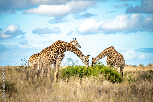 Wild Giraffe close ups in Kruger National Park, South Africa