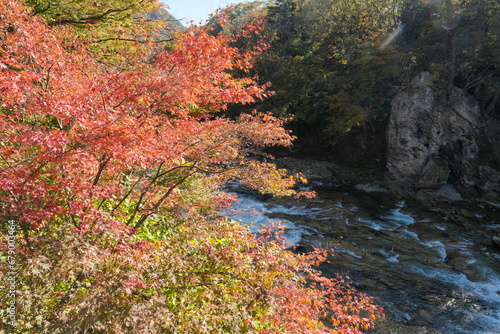 Fototapeta Naklejka Na Ścianę i Meble -  利根川が流れる紅葉が進んだ諏訪峡