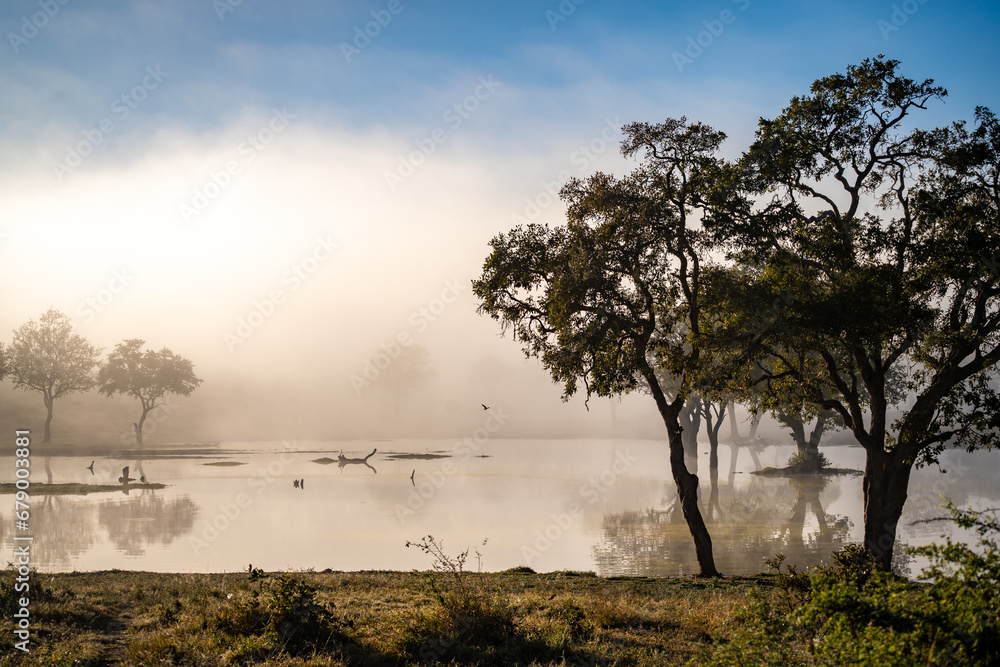 Obraz premium Savannah pond in the morning fog in Kruger National Park, South Africa