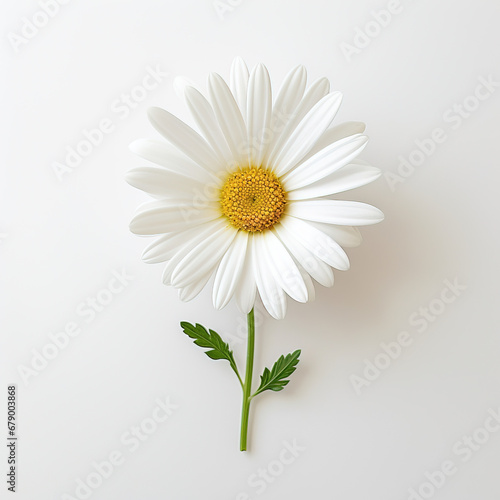 white daisy on white background © Astock Media