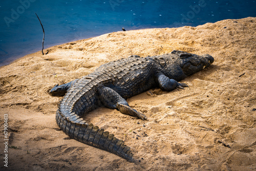Wild Crocodile close ups in Kruger National Park, South Africa