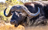 Wild Buffalo close ups in Kruger National Park, South Africa