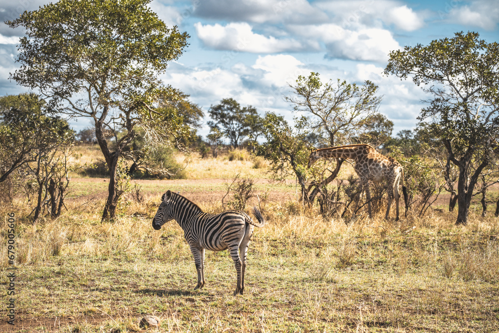 Obraz premium Wild Giraffe close ups in Kruger National Park, South Africa