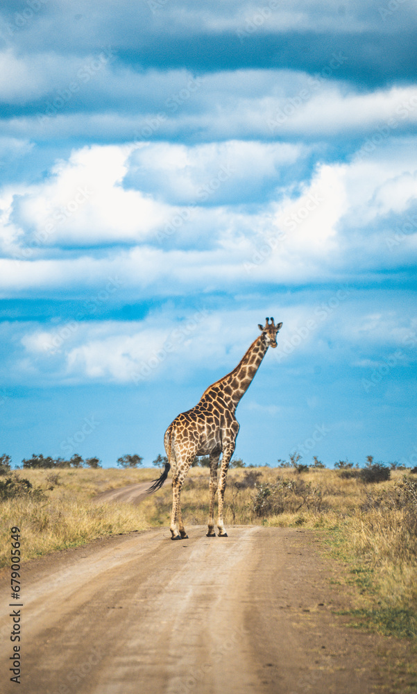 Fototapeta premium Wild Giraffe close ups in Kruger National Park, South Africa