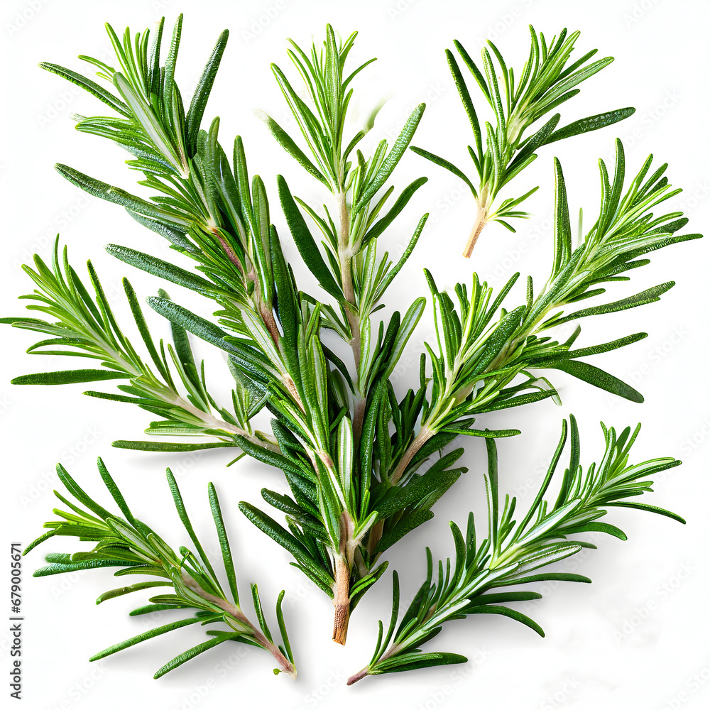 Fresh rosemary isolated on a white