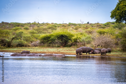 Wild Hippopotamus close ups in Kruger National Park, South Africa