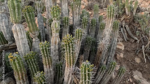 Euphorbia Echinus Cactus: A desert plant thriving in Morocco's southern mountains, providing bees with nectar for premium, high-quality honey and high price.