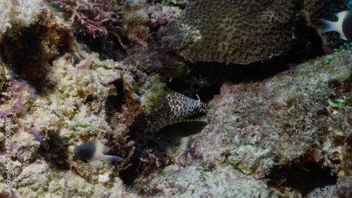 Beautiful Dragon moray eel heavily breathing on a beautiful and colourful reef. photo