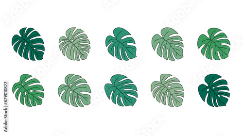Monstera leaves come from tropical forests isolated on white background. Can be used as decoration for greeting cards  social media posts and various other media