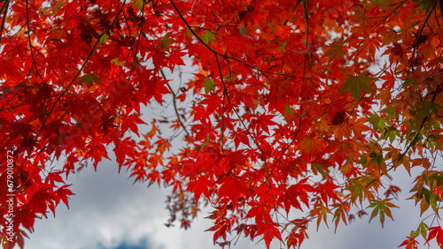 red autumn leaves