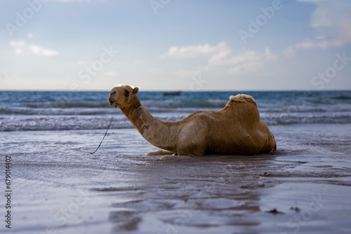 Animal, Camel, Camelid, Color, High-key, Mammal, Natural environment, Sand, Sea, Sky,Kenya, Diani Beach,