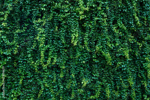 Green wall with planting background. © stockbob