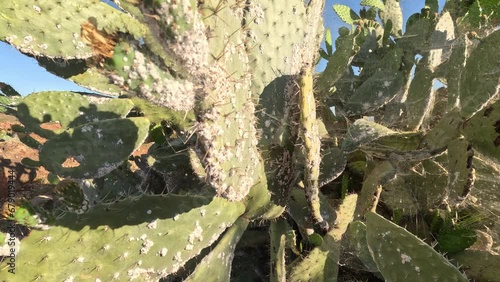 The mesmerizing world of Cochineal insects infesting cactus plants, a captivating yet harmful phenomenon. Explore their impact on cactus ecosystems and the unique process of Cochineal cultivation. photo