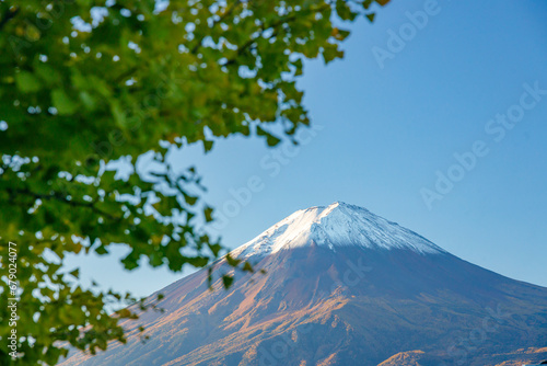 少し色づき始めた銀杏の葉越しの富士山