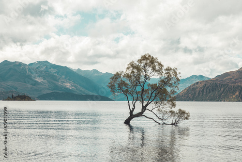 View of Wanaka tree in New Zealand