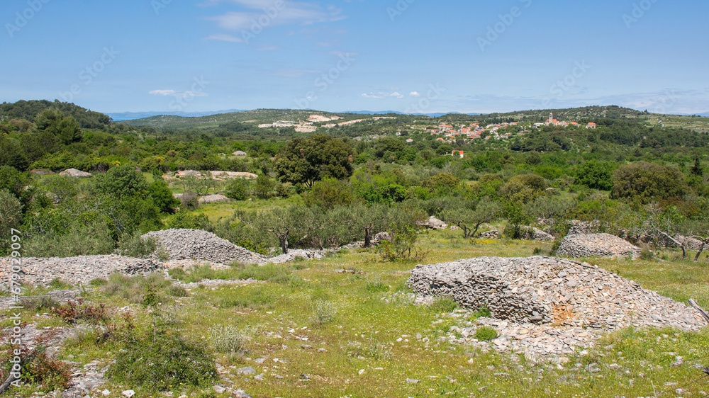 An olive grove near Nerezisca on Brac Island in Croatia in May, showing the island's characteristic stone mounds and walls. Nerezisca can be seen in the background