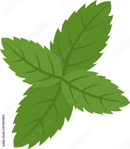Mint leaf illustration