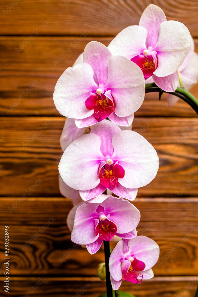 A branch of purple orchids on a brown wooden background
A branch of purple orchids on a brown wooden background