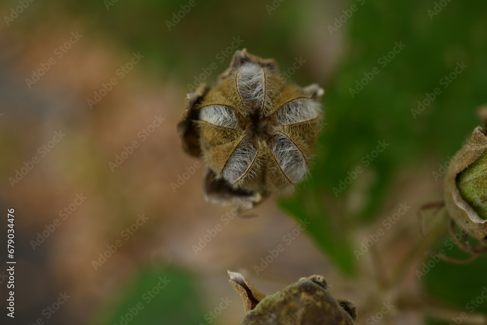 Cotton rosemallow ( Hibiscus mutabilis ) fruits ( Capsules ). Malvaceae deciduous shrub. After flowering, the capsules ripen and split into five parts, and the seeds are dispersed by the wind. Cotton rosemallow ( Hibiscus mutabilis ) fruits ( Capsules ). Malvaceae deciduous shrub. After flowering, the capsules ripen and split into five parts, and the seeds are dispersed by the wind.