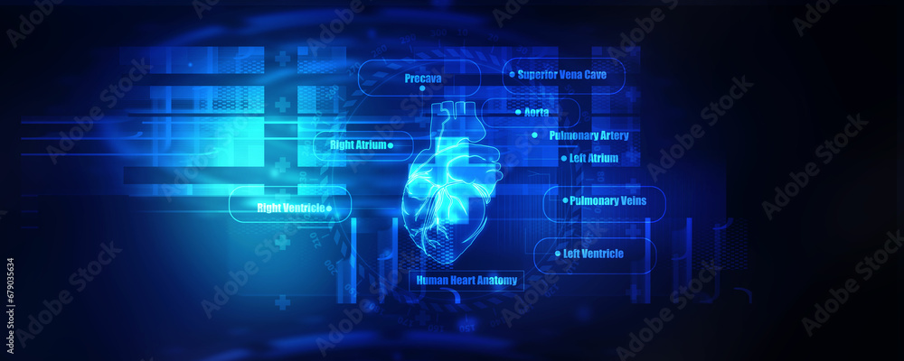 2d illustration  Anatomy of Human Heart 

